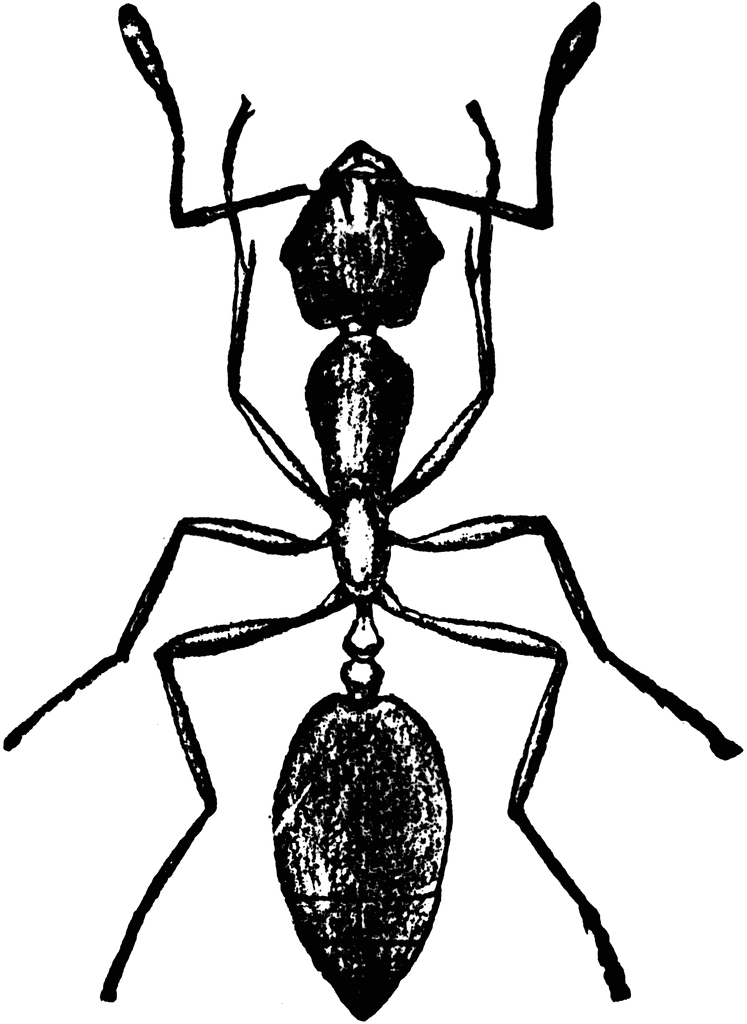 Ant  black and white pharaoh ant clipart etc