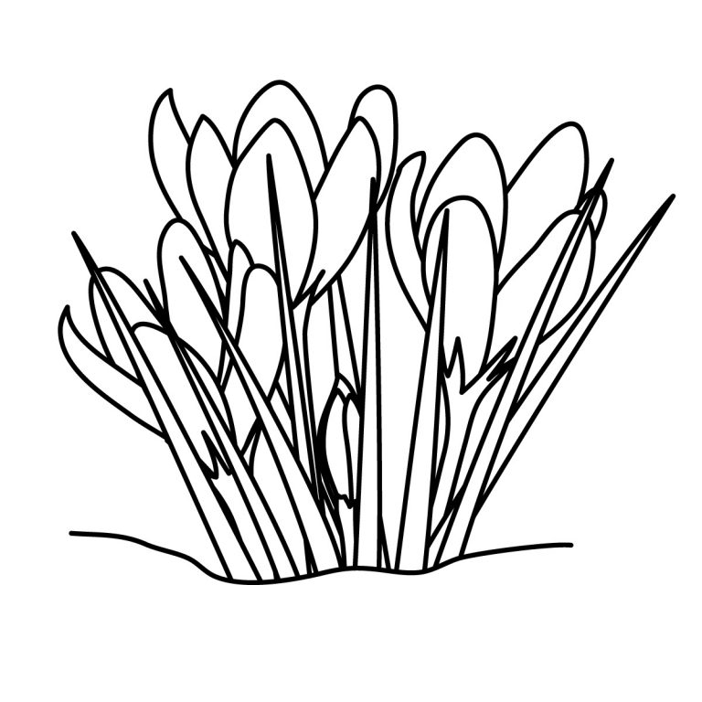 Grass black and white grass clipart line drawing pencil and in color ...
