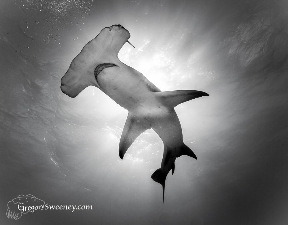 Shark black and white 5 my year in images black and white theme photography