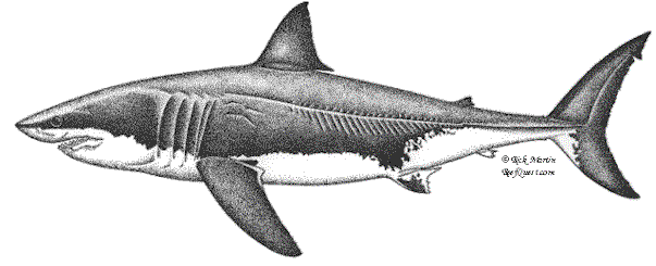 Shark black and white biosketch of the white shark