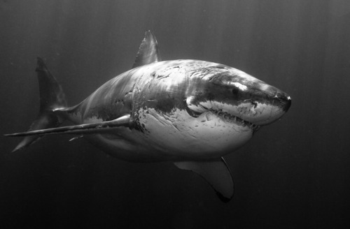 Shark black and white black and white images of sharks 3 desktop background