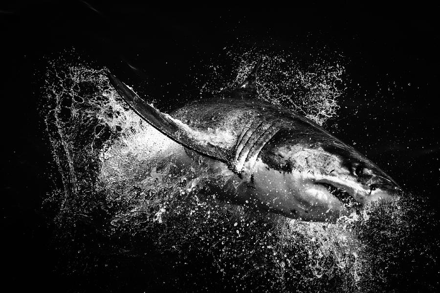 Shark black and white black and white images of sharks cool hd wallpaper