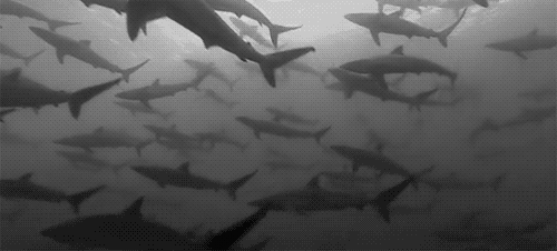 Shark black and white black and white shark find