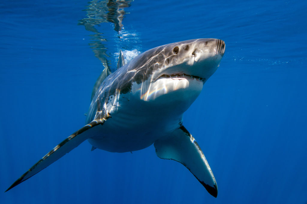 Shark black and white black and white sharks interesting facts