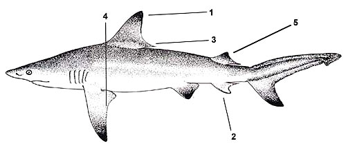 Shark black and white carcharhinus limbatus florida museum of natural history