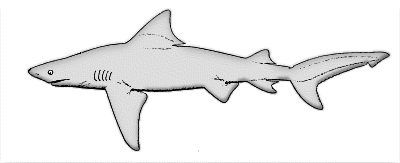 Shark black and white free black and white shark clipart picture 3 of 8