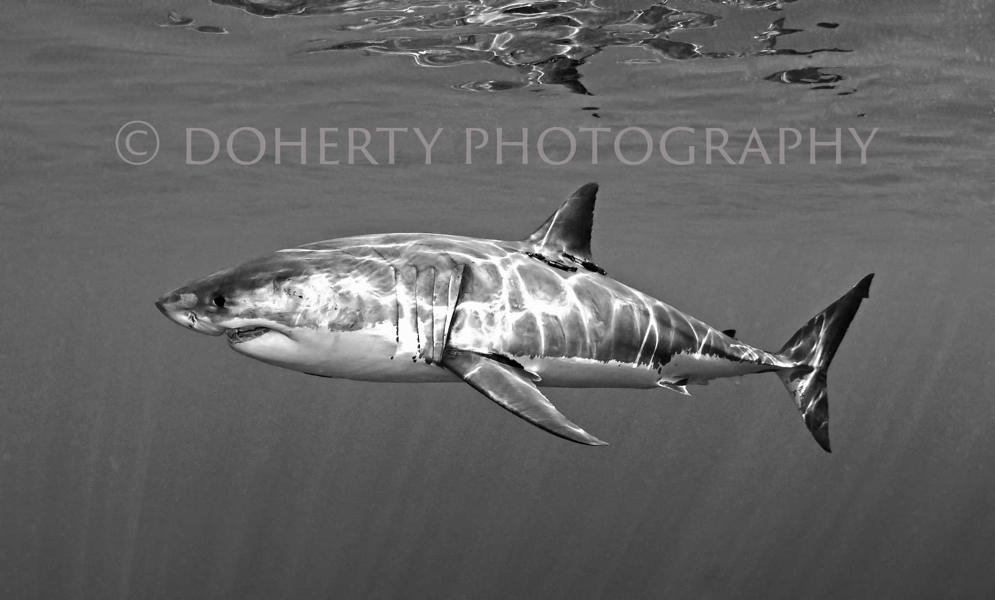 Shark black and white great black and white shark guadalupe mexico doherty