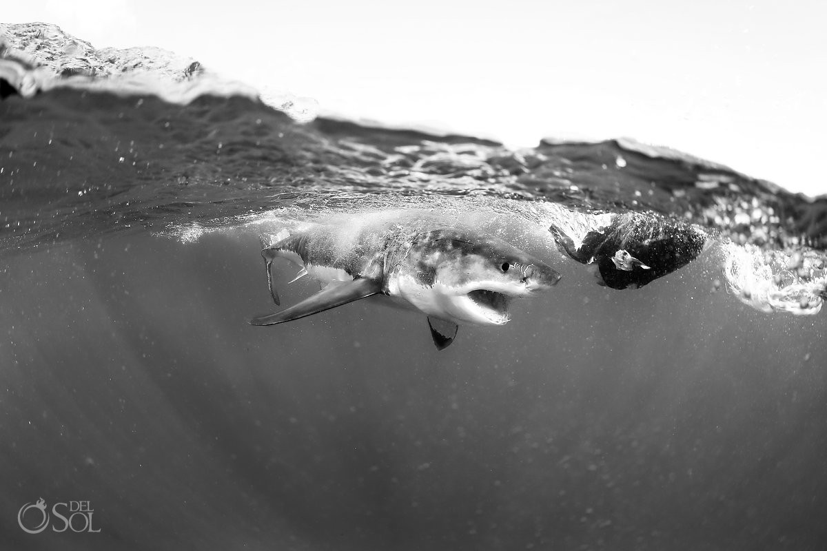 Shark black and white great white shark dive guadalupe island mexico del sol photography