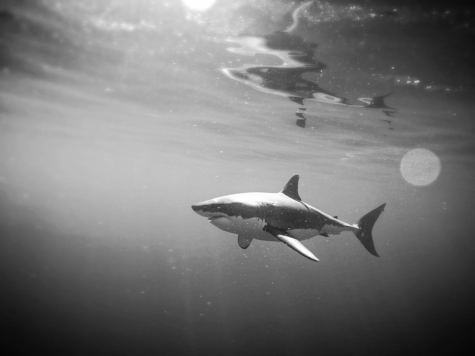 Shark black and white great white shark group with items