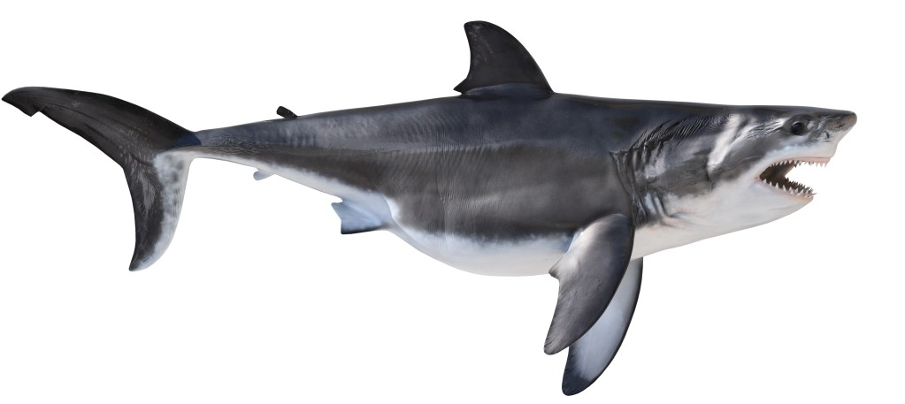Shark black and white great white shark mounts by king sailfish