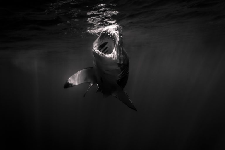 Shark black and white great white shark open mouth just amazing ...