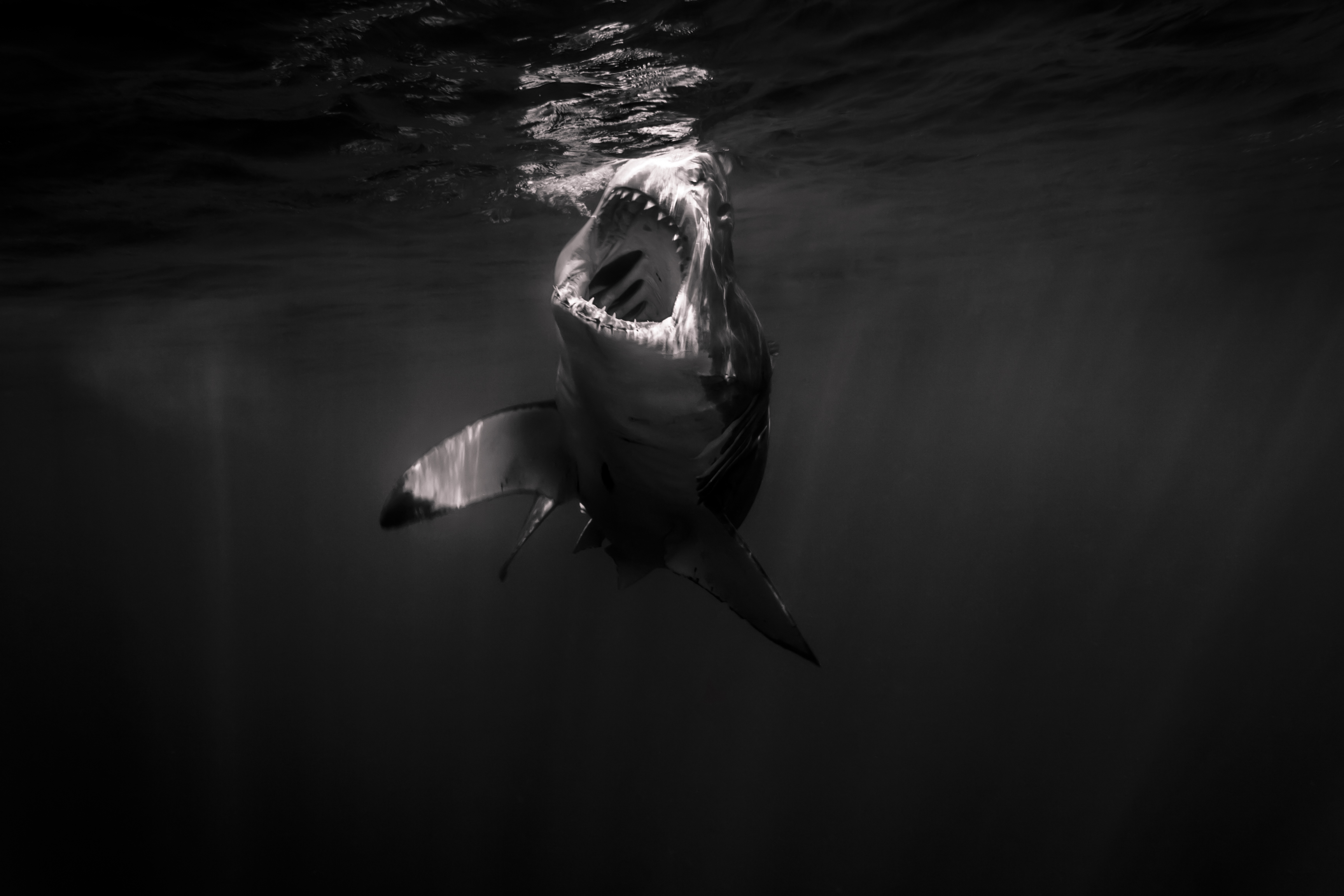 Shark black and white great white shark open mouth just amazing wildlife archives