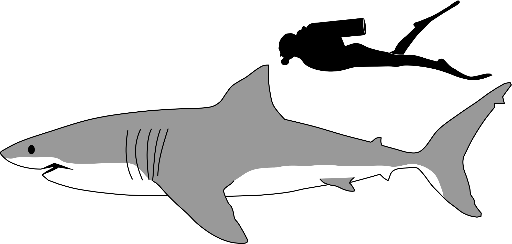 Shark black and white great white shark wikipedia