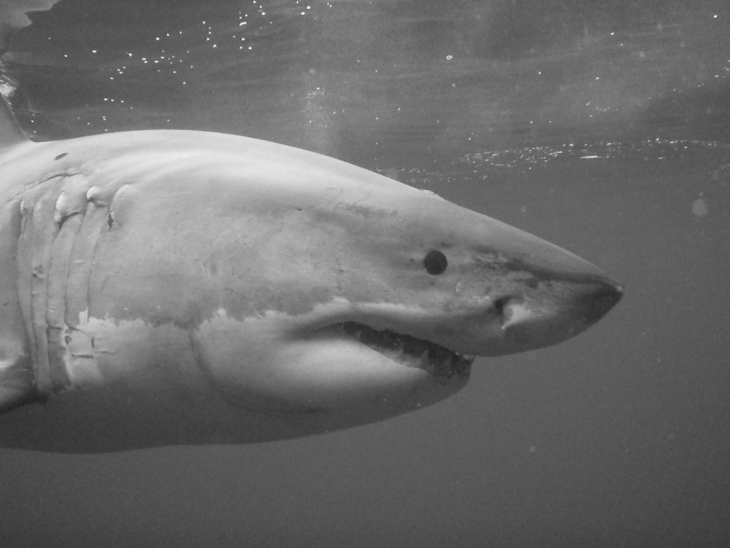 Shark black and white great white sharks in black and pacific coast 2