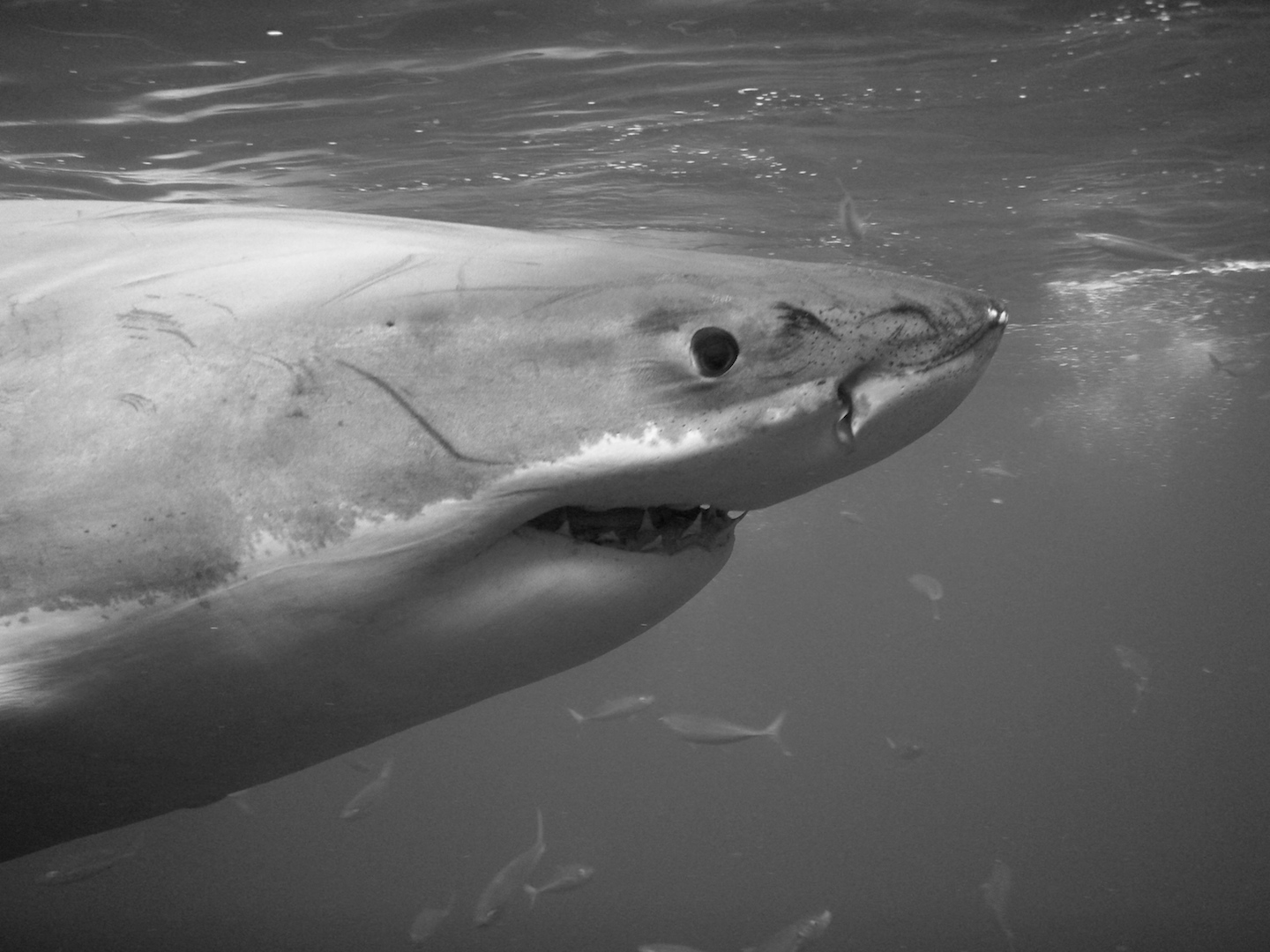 Shark black and white great white sharks in black and pacific coast
