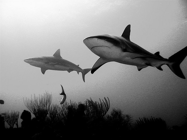 Shark black and white in black and white shark photography shark animal