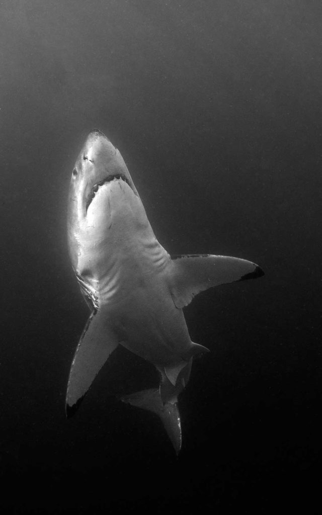 Shark black and white let'put teeth into protecting great whites before we lose them