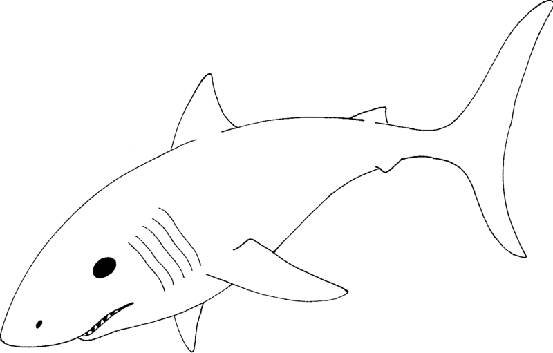 Shark black and white mako shark clipart black and white pencil in color mako
