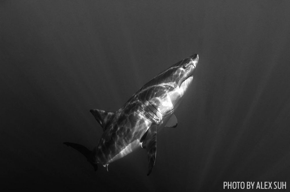Shark black and white photo contest 4 black and white underwater photography scuba