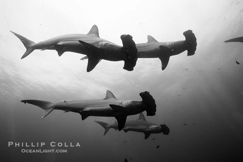Shark black and white photo of darwin'arch galapagos natural history photography blog