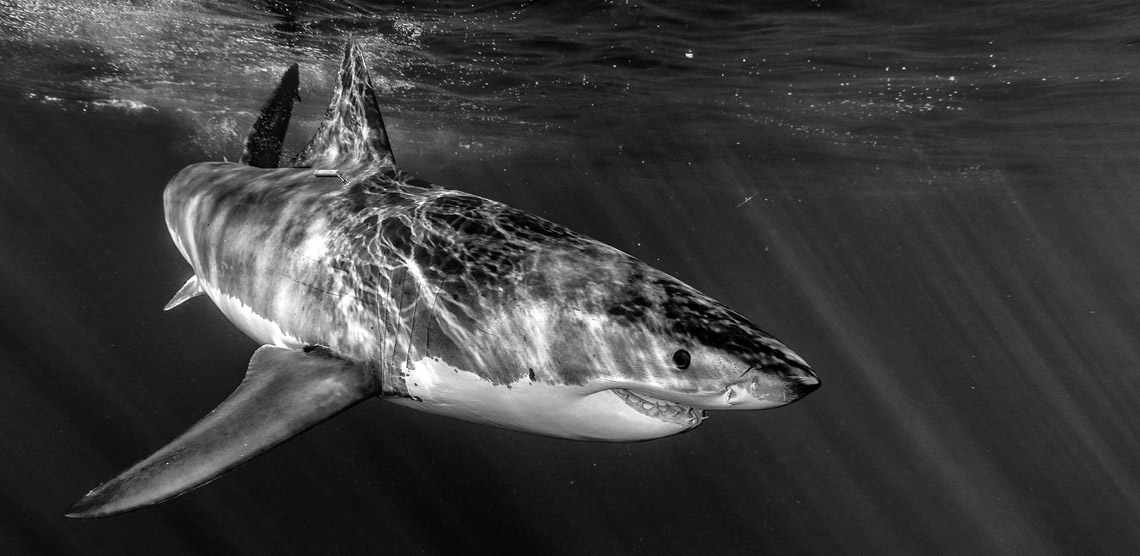 Shark black and white shark attack map