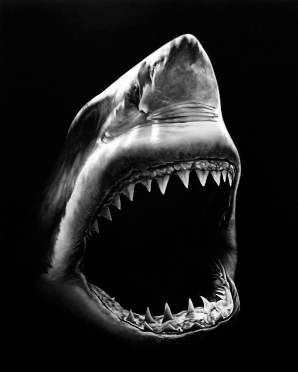 Shark black and white shark fanatic images on week
