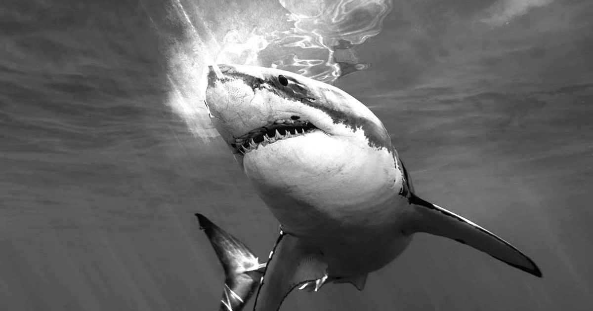 Shark black and white shark pictures black and white wallpaper sportstle