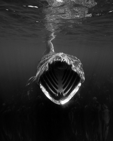 Woah look at this crazy whale shark black and white photography