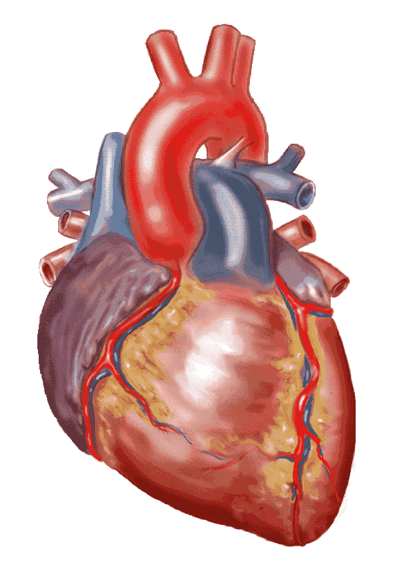 A real heart free download clip art on clipart