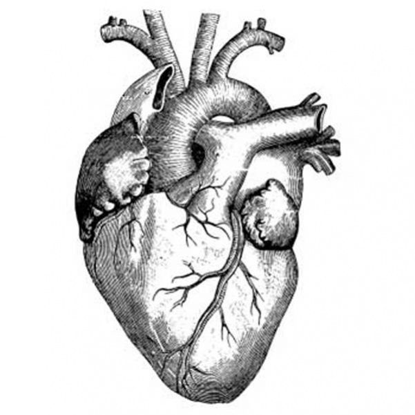 Real heart actual heart outline tattoo design images on clipart