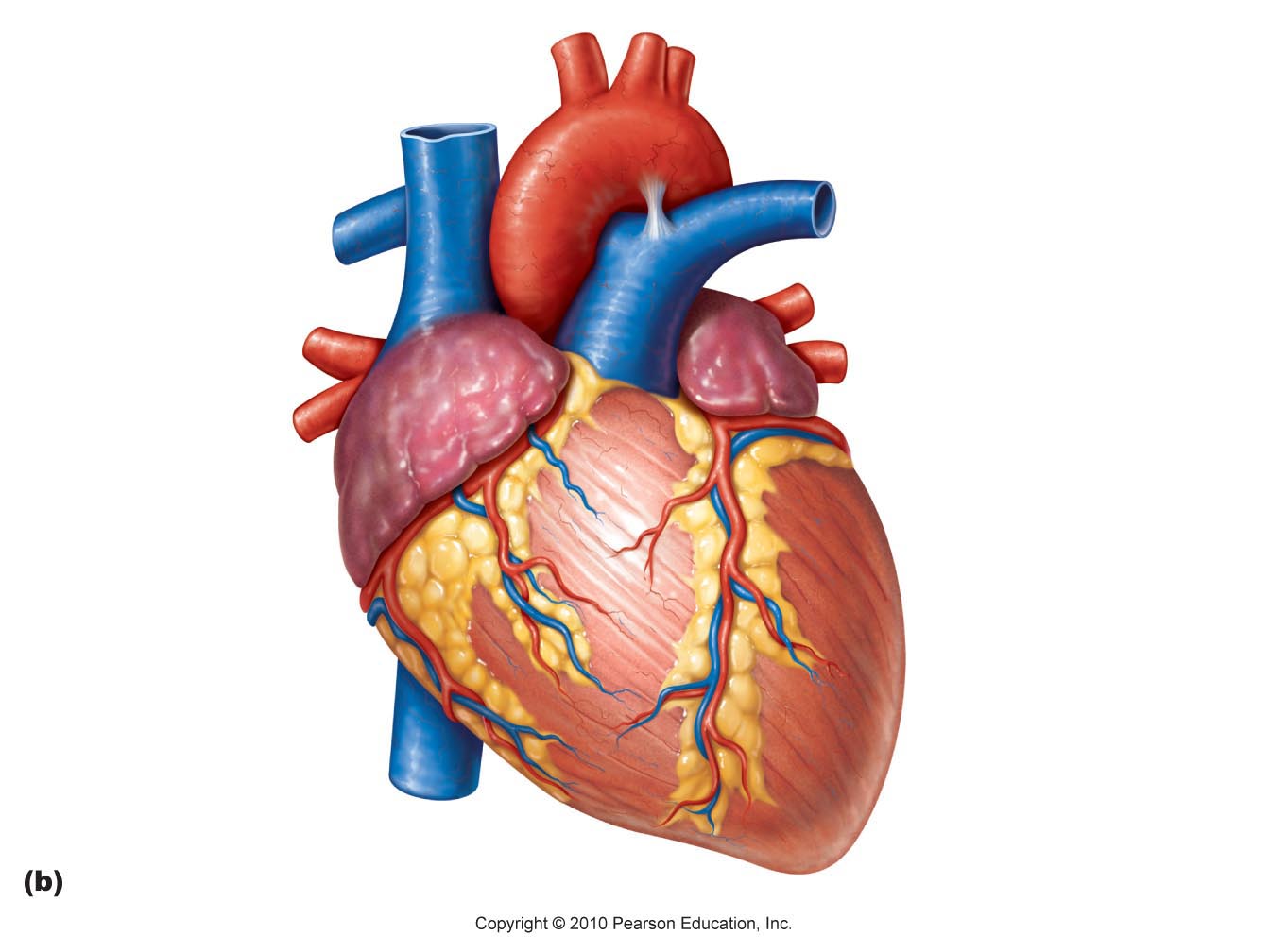 Real heart label the diagram of human heart animated real clipart ...