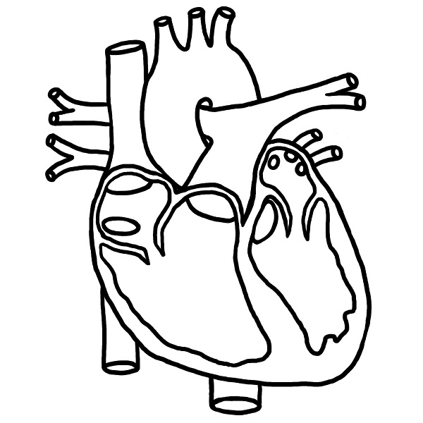 Real heart drawing free clipart images