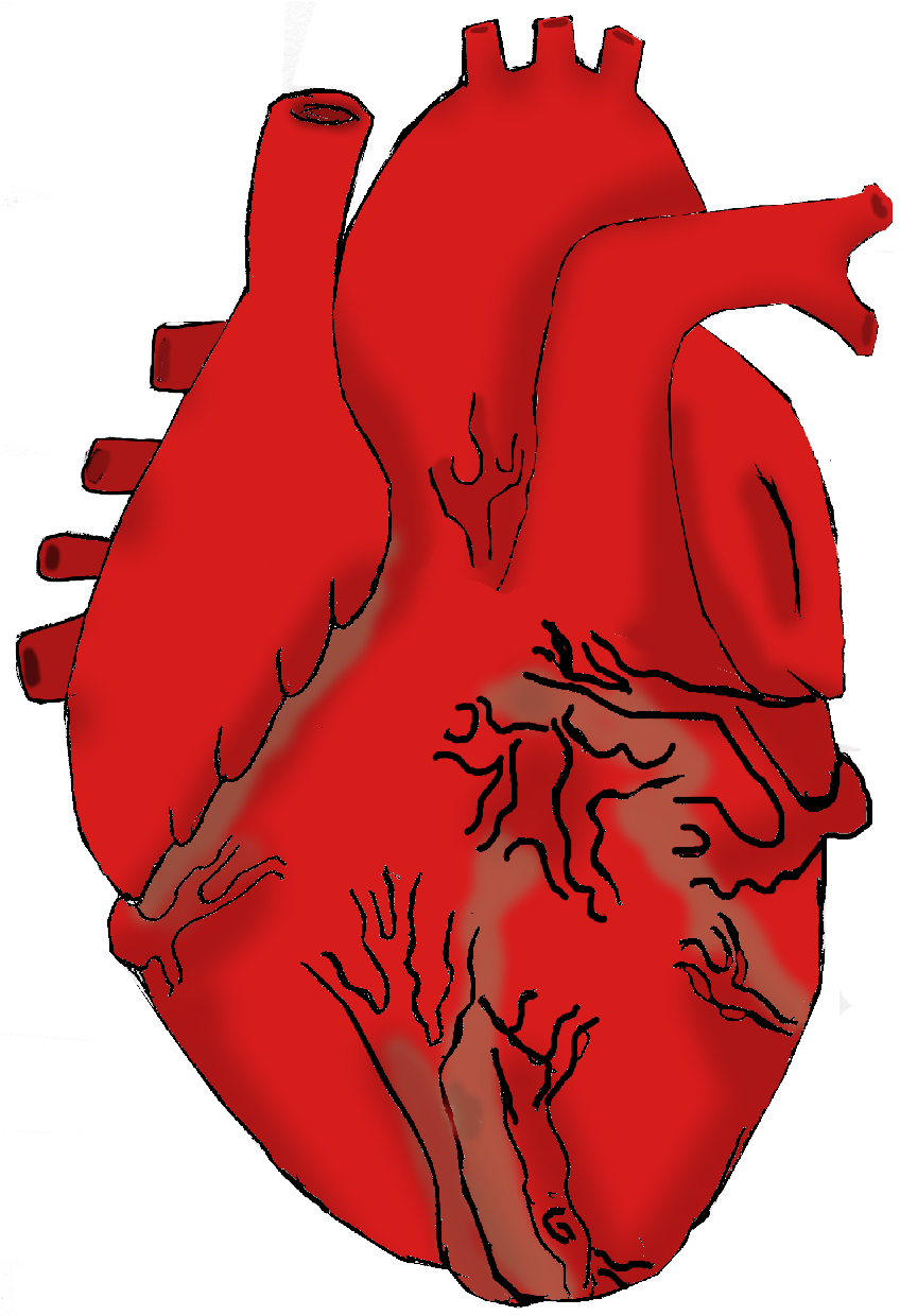 Real heart drawing free download clip art on