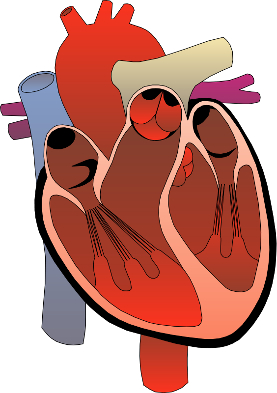 Real heart heart health free medical a human clipart