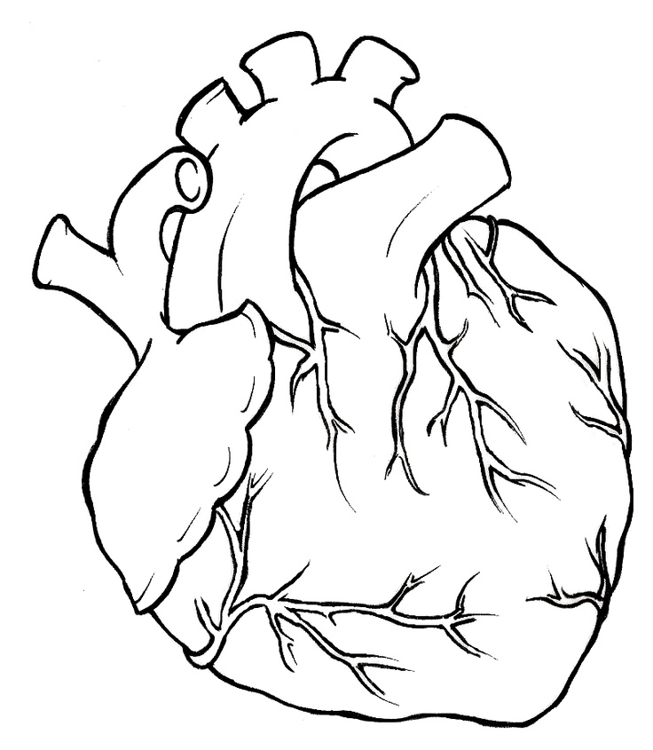 Real heart hearts on clipart library human heart tattoo and
