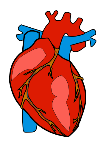 Real heart human heart clip art clipart photo clipartbarn