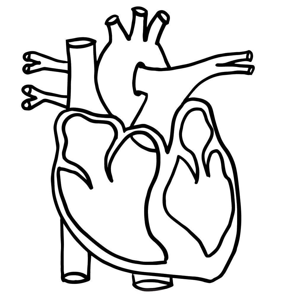 Real heart human heart clipart clipartbarn