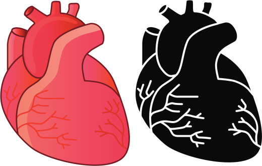 Real heart human heart clipart clipground