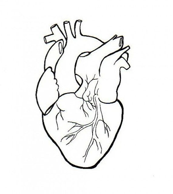 Real heart human heart clipart drawing clipartxtras
