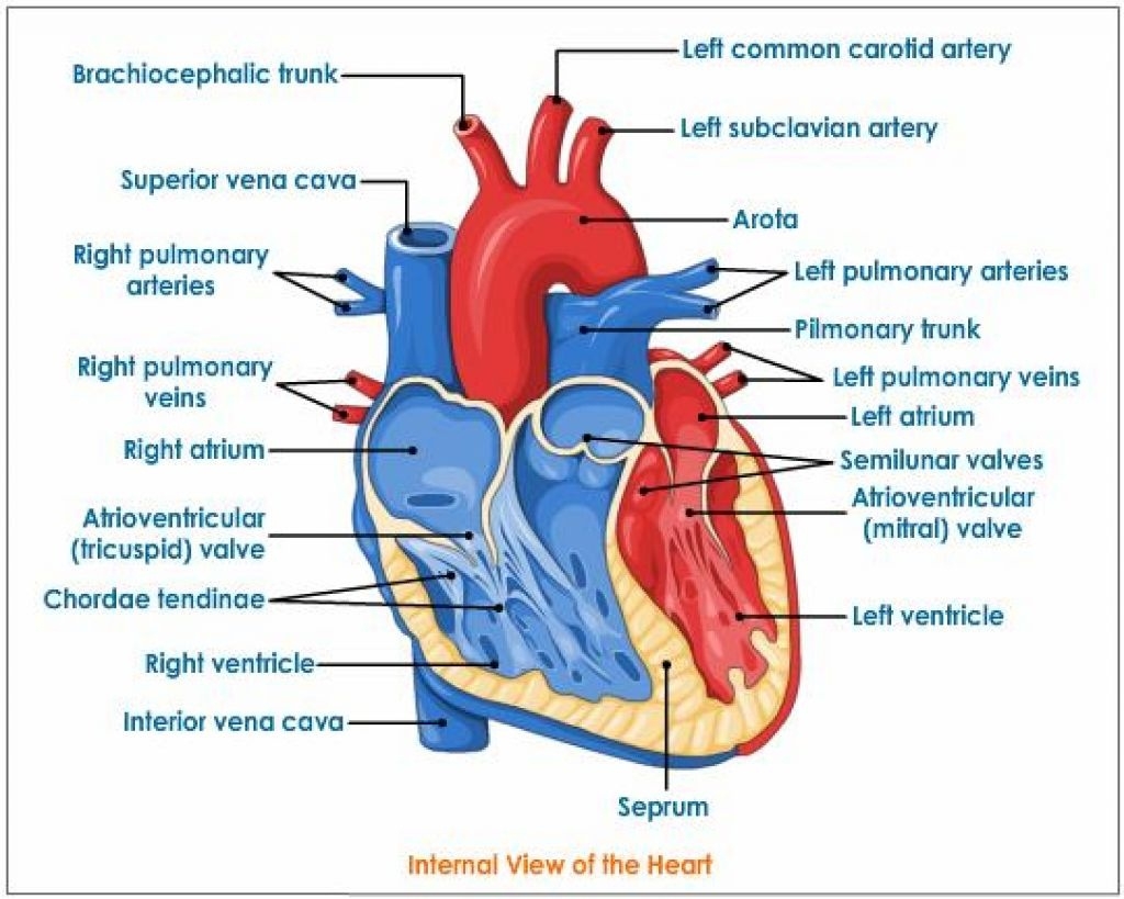 Real heart human heart clipart labeled letters example