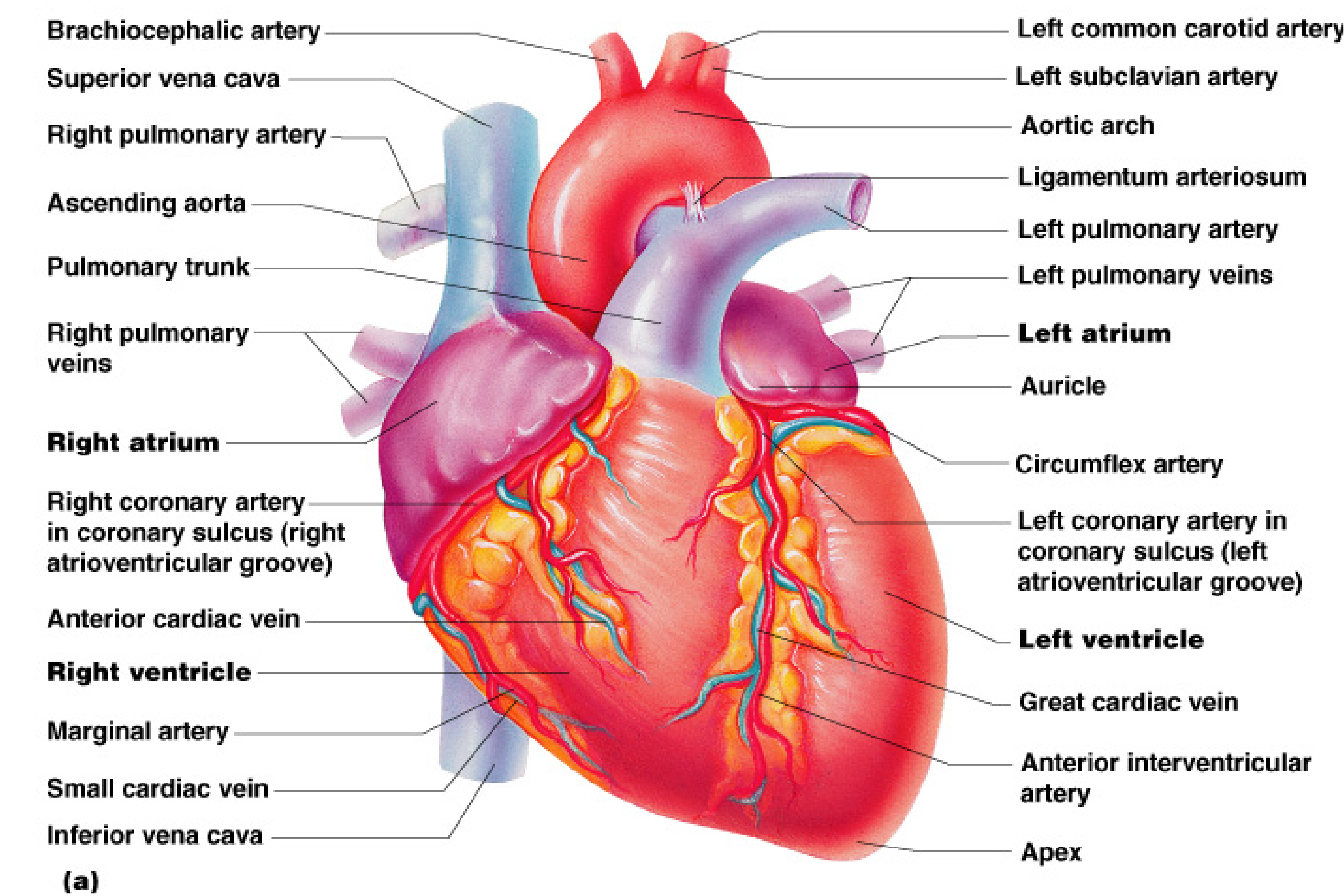 Real heart label the diagram of human heart animated real clipart