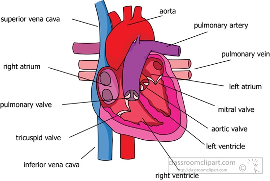 Real heart parts of the heart clipart