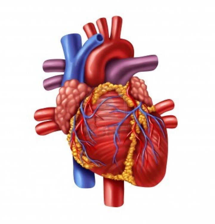 Real heart real human heart clip art library