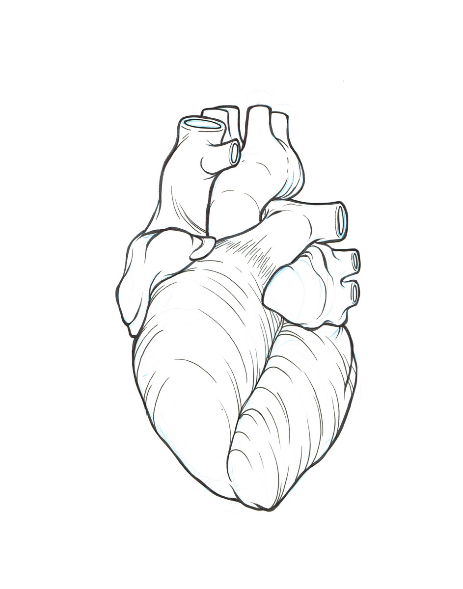 Real heart simple human heart drawing clipart