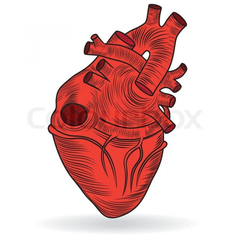 Real heart vector button or icon of a human heart stock colour clip art