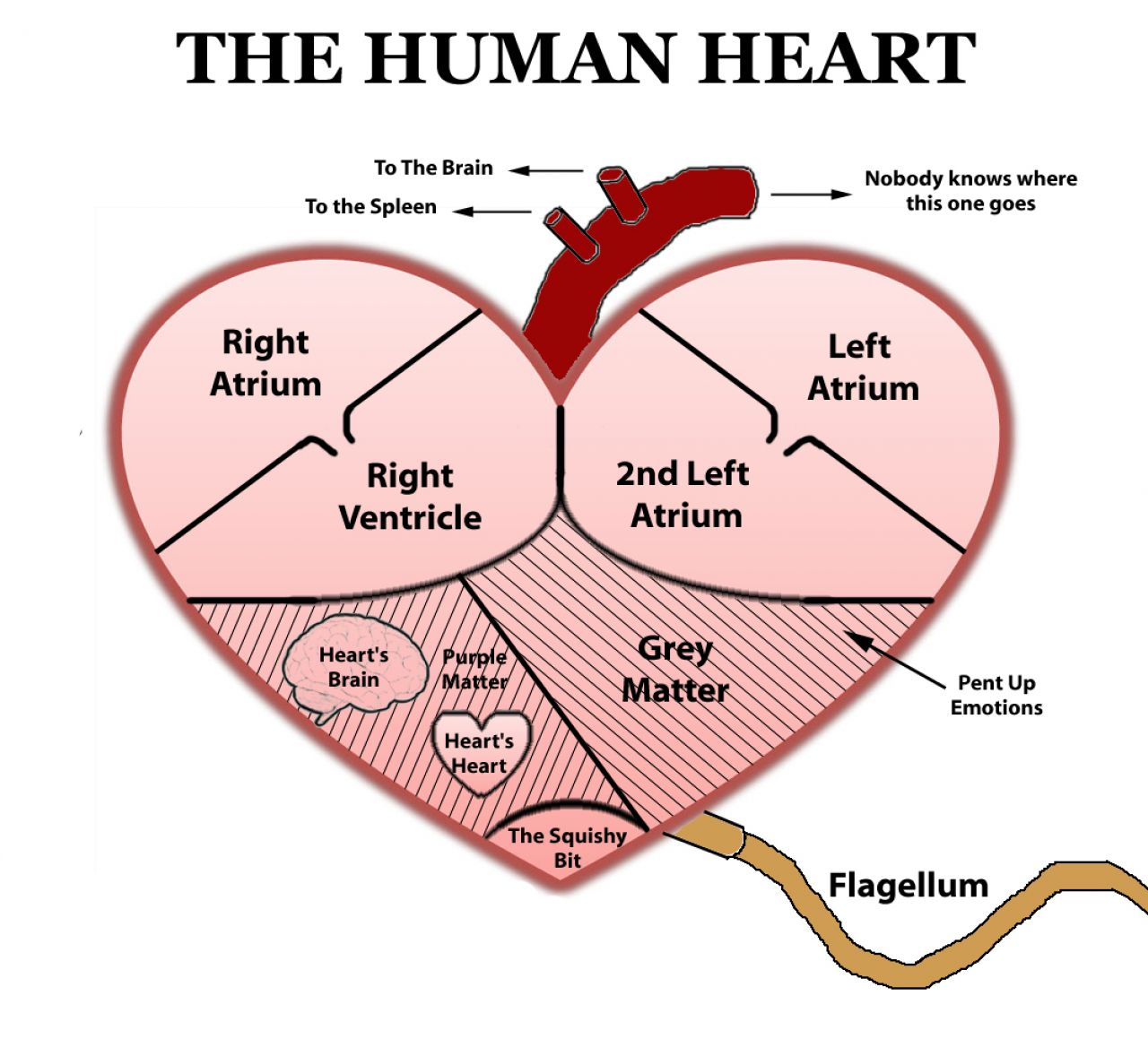 Structure of a real heart anatomy body system clip art