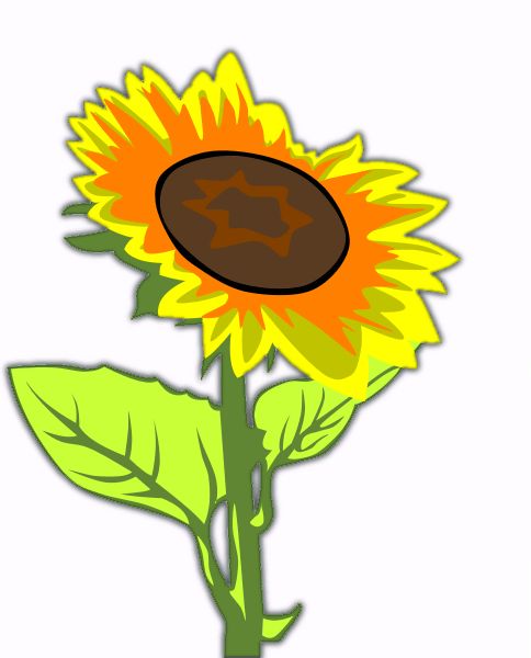 Sunflower  free free sunflower clipart flower clip art images and 4