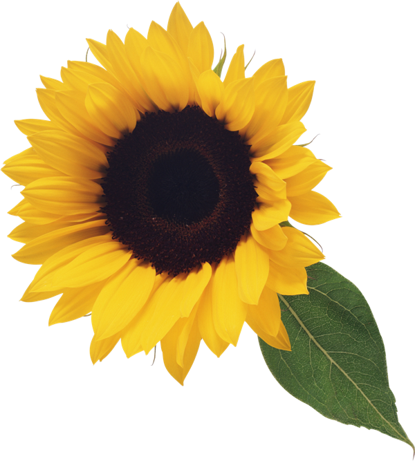 Sunflower  free sunflower clip art clipart free microsoft