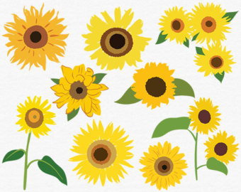 Sunflower  free sunflower clip art free clipart images 2 clipartbold 3