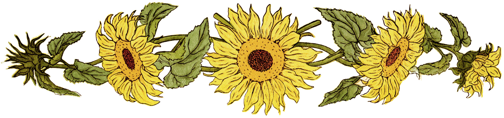 Sunflower  free sunflower clip art free printable clipart 2 2